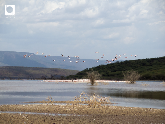 ボゴリア湖の上を飛ぶフラミンゴ