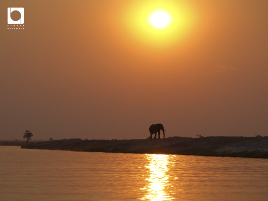 夕陽と象のシルエット