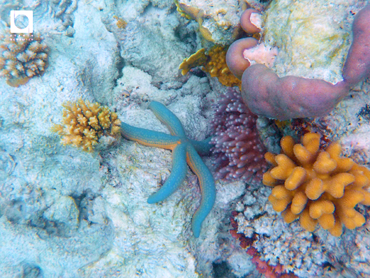 海の中の珊瑚礁。赤いヒトデ、青いヒトデを見た
