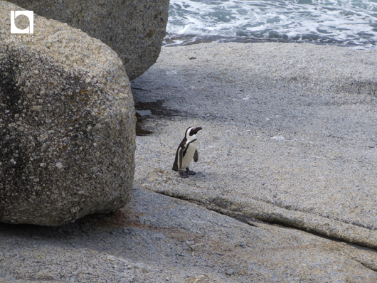 ボルダーズ・ビーチの駐車場にいたケープペンギン
