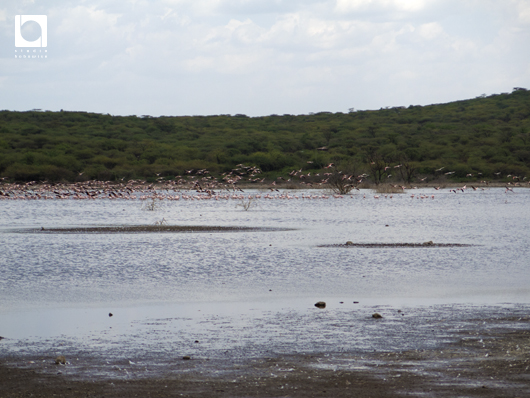 ボゴリア湖のフラミンゴ。一斉に飛び立つ瞬間に感動