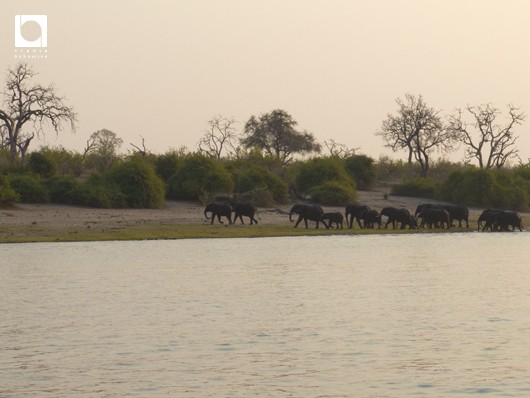 川を渡る象の群れ