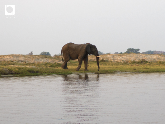 川の水を飲む象