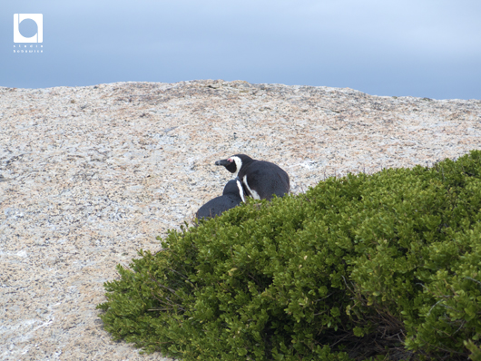ボルダーズ・ビーチの駐車場にいたケープペンギン